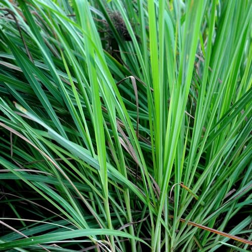 Genérico, Muda de Citronela 20 a 40cm AMK - Plantas Online