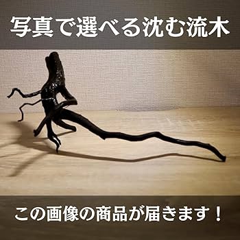Amazon | アク抜き済み枝流木 30cm水槽用 沈む流木 あく抜き済み