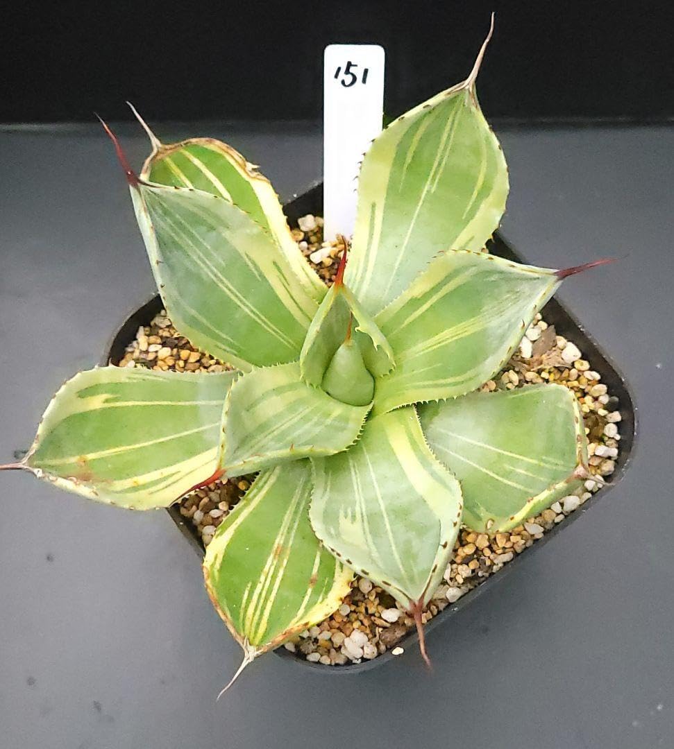 アガベパリートランカータライムストリークメリクロン苗