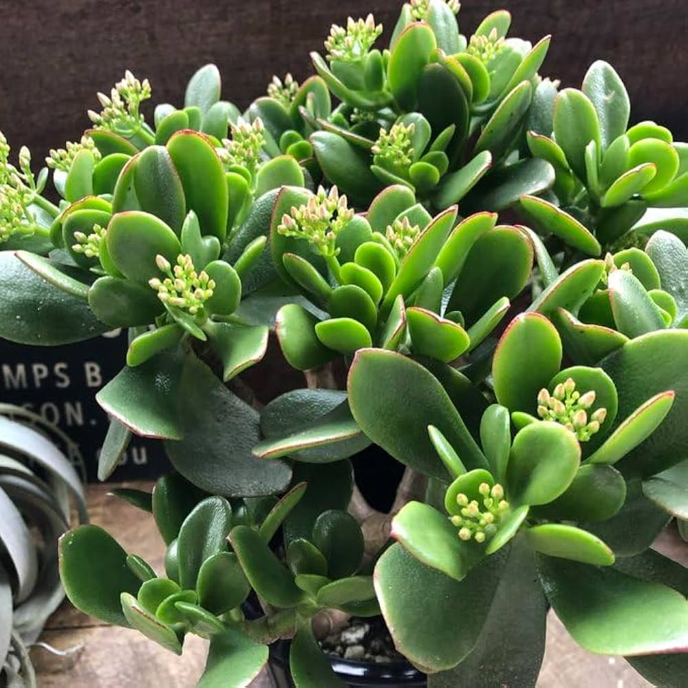 Amazon|ノーブランド品 金のなる木 5号 花月 多肉植物 観葉植物 成金 Amazon|ノーブランド品 金のなる木 5号 花月 多肉植物 観葉植物 成金