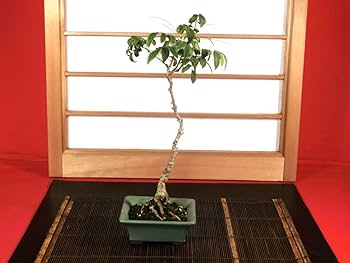 凡才　盆栽鉢　小品盆栽　山野草 楽天市場】（山野草）苔盆栽 おまかせ山野草 豆鉢植え（1鉢