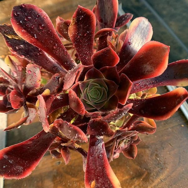 2025年最新レア苗の人気アイテム - メルカリ