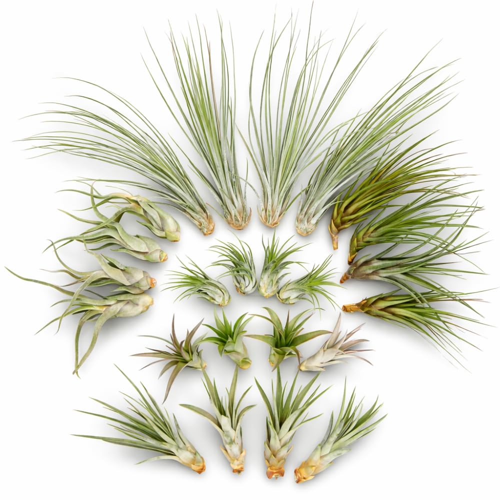 Lot de 24 Tillandsia (6 variétés x4) – Plantes aériennes 5–22 cm – Sans terre, faciles d’entretien – Broméliacées – Décoration maison, terrarium & cadeau – emballage sans plastique
