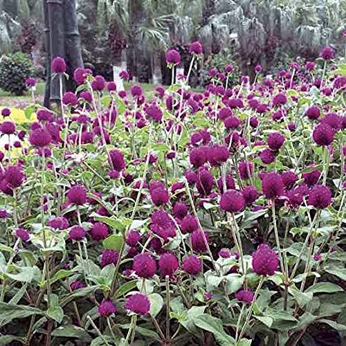 See full amazon price history chart for SRI SAI FORESTRY Makhmal Gomphrena Rudraksha mix color ornamental plant flower seeds for Home Garden terrace Apartments balcony Pack of 100 SRI SAI FORESTRY Makhmal Gomphrena Rudraksha mix color ornamental plant flower seeds for Home Garden terrace Apartments balcony Pack of 100 (B094ZTSS73) Amazon Price History, Amazon Price Tracker
