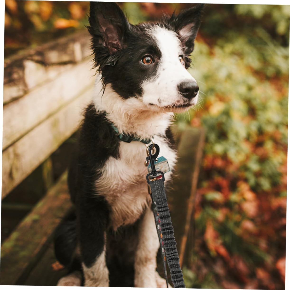 Reflektierendes Doppelleinen für Hunde mit Handkontrolle | Polyester und Edelstahl, Ergonomisches Design, für Draußen und Spaziergänge, 3 Stück
