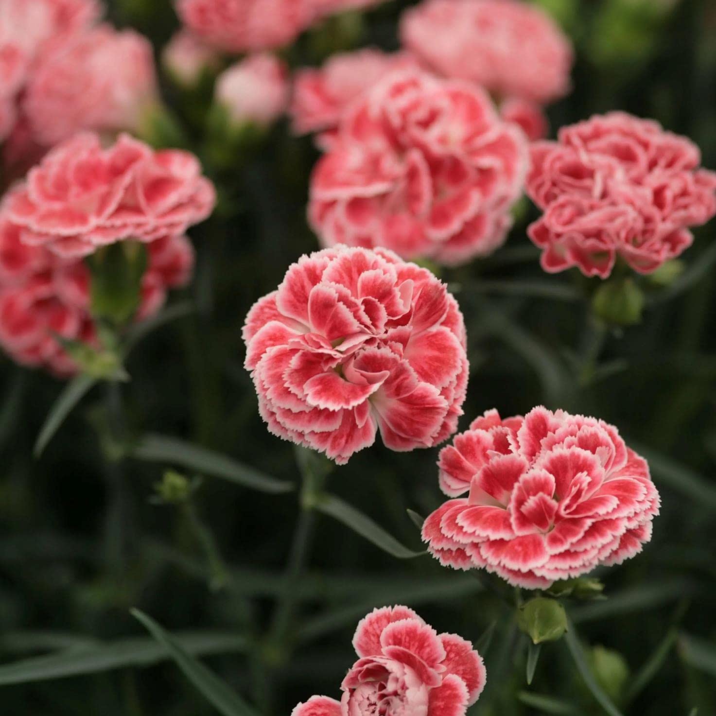 SRI SAI FORESTRY American Dianthus Seeds (Pack 100) | Dianthus Flower Seeds Mixed Color (B0C4VRYM21) Amazon Price History, Amazon Price Tracker