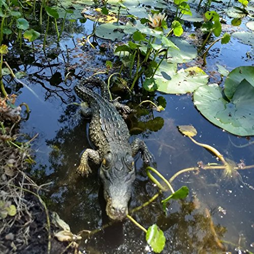 Poolmaster 30-Inch Floating Crocodile Decoy for Pool, Pond, Garden and Patio, Body by Poolmaster - Image 3