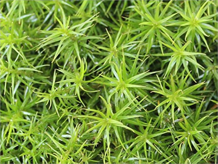 スギゴケ　スギ苔　杉苔　苔　庭　コケ 楽天市場】スギゴケ 杉苔 約2.4平米分 36cm×27cm 24枚入り 苔 コケ