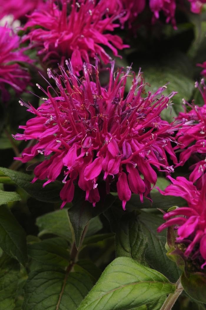 RedCrocus Balmy Purple Dwarf Bee Balm