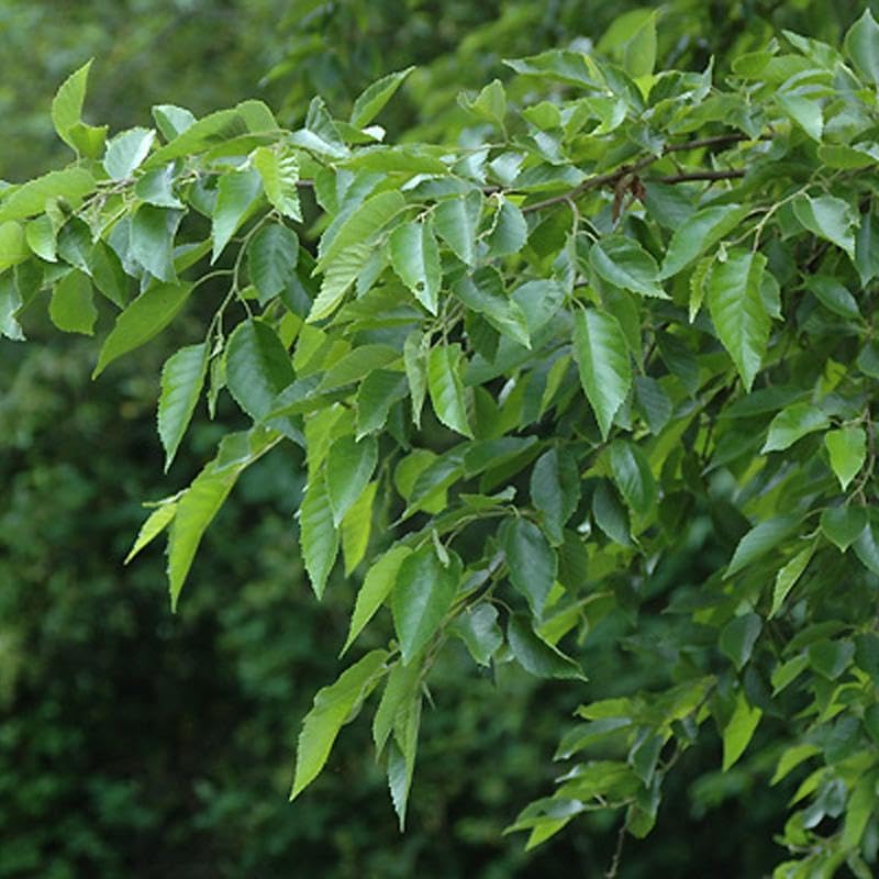 Alnus Japonica (Japanese Alder) Tree Seeds, Attractive Appearance and Environmental Benefits, Seeds by MySeeds.Co, You Choose The Amount (1/4 LB)
