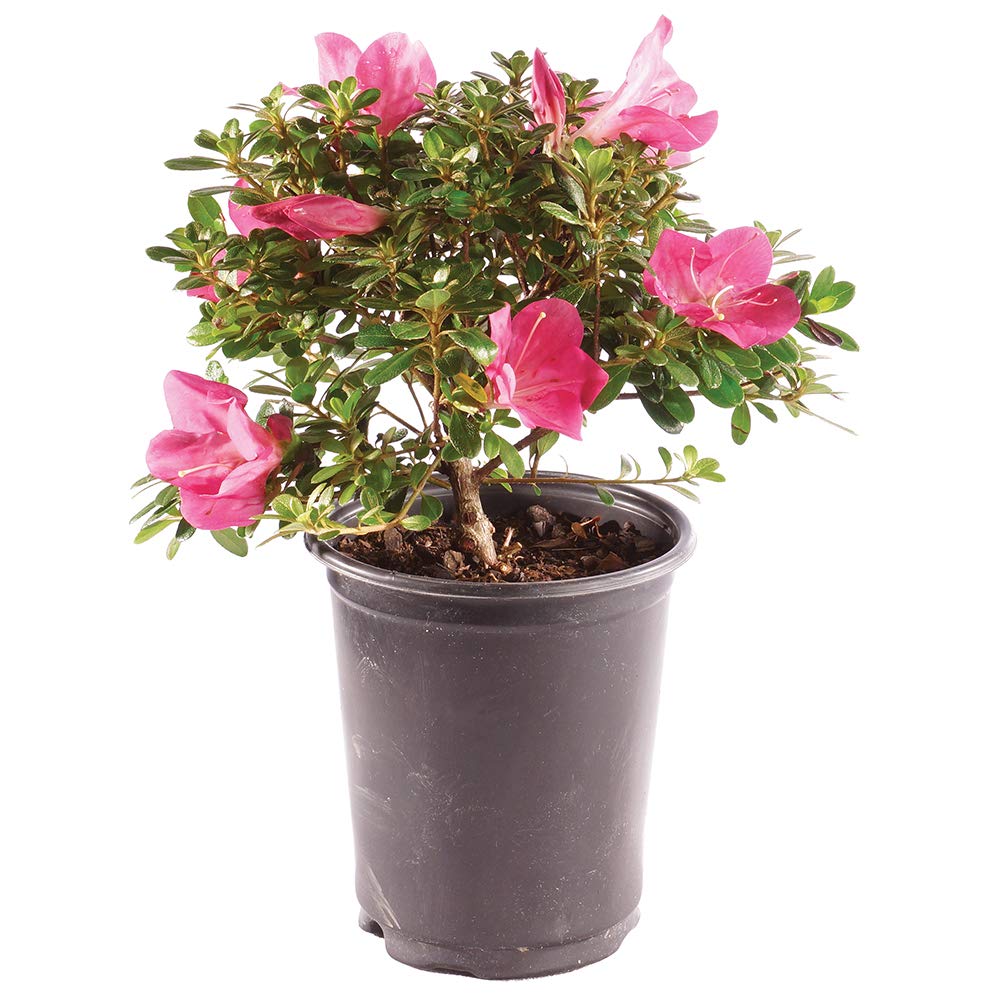 Brussel's Bonsai Satsuki Azalea