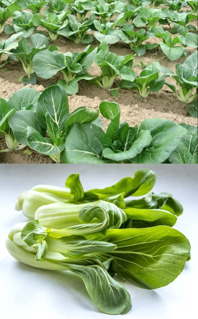 Golden Hills Farm Pak Choy, Also Called Bok Choy 500-521 seeds (B09K4PK6HZ) Amazon Price History, Amazon Price Tracker