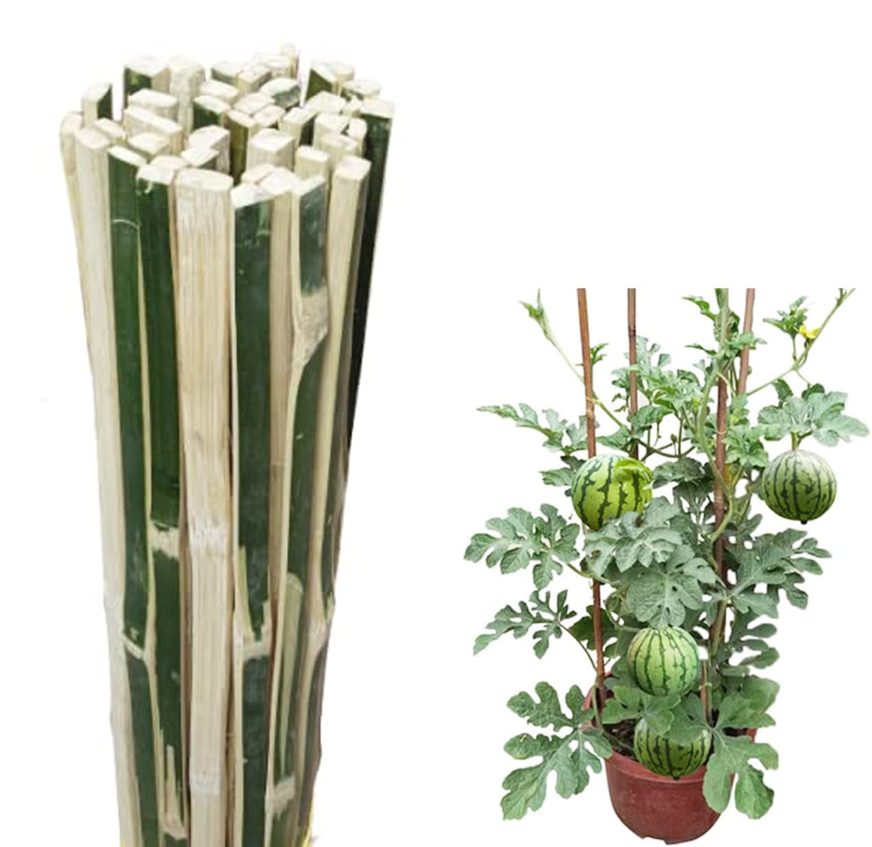 MNSS Bamboo Sticks for All Kinds Live Plants Support Sticks (Size 03 Feet Hight, Packet of 13 Piece) (B09P7HJC6P) Amazon Price History, Amazon Price Tracker