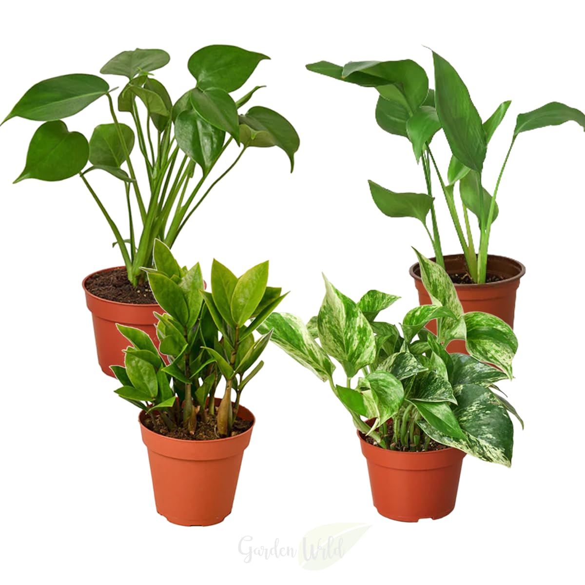 Amazon.com: Easy to Grow Houseplants (4 Pack), 4
