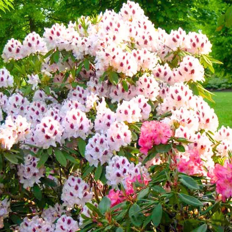 Miniatura 2 de Grandes plantas de rododendro blanco brillante de 1 galón vivas, plantas de azalea de 1 a 3 años de edad, arbustos vivos para plantar, muy bien