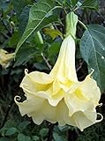 5 SEMI DI BRUGMANSIA SUAVEOLENS CREAM YELLOW ' semi freschi