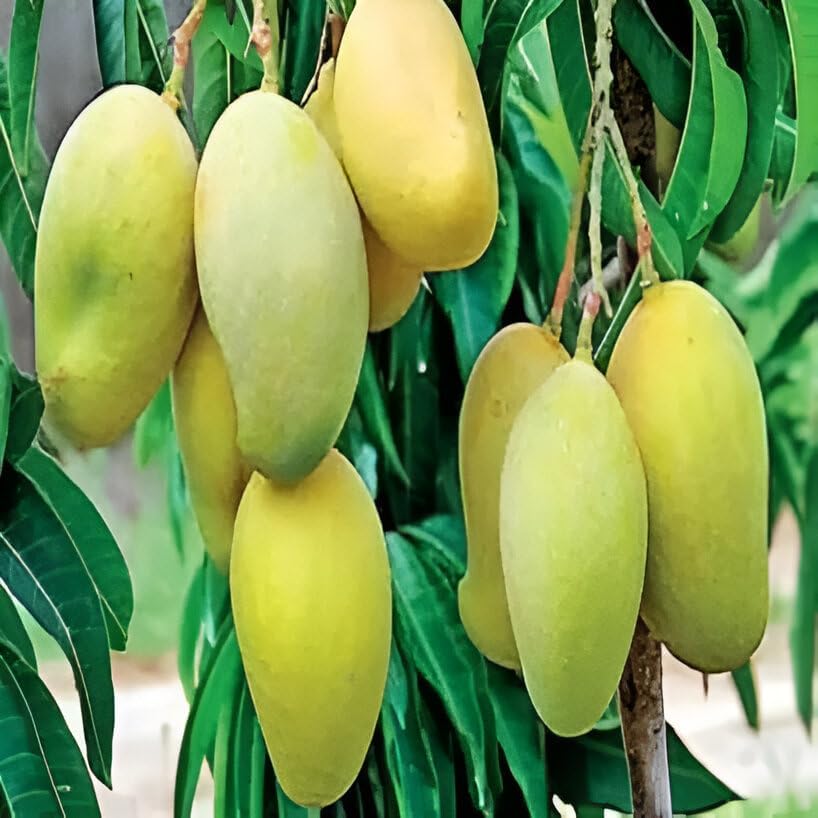 Image of Hybrid 1 Healthy Live Dasheri Mango(GRAFTED) Plant for Home garden Plant Height-2Ft To 2.5 Ft.(Fruit After 1 Year) with grow bag