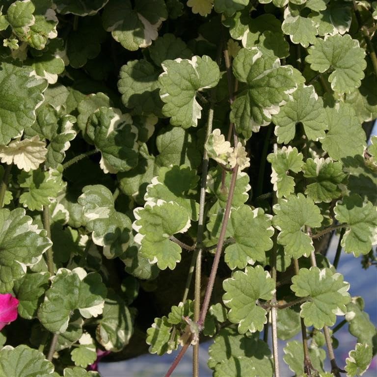 Nepeta 'Grannilocks' - syn. Glechoma hederacea 'Variegata' Garden Plant Hardy Perennial Flowering Garden Plants Easy to Grow Your Own by Park Farm Plants (3 x Plug Plants)