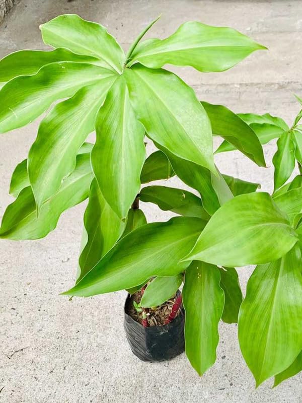 Rare Insulin Costus igneus Ayurvedic Medicine Plant For Home Gardening,Planting Pack Of 1 (B0CZ4LGF2S) Amazon Price History, Amazon Price Tracker