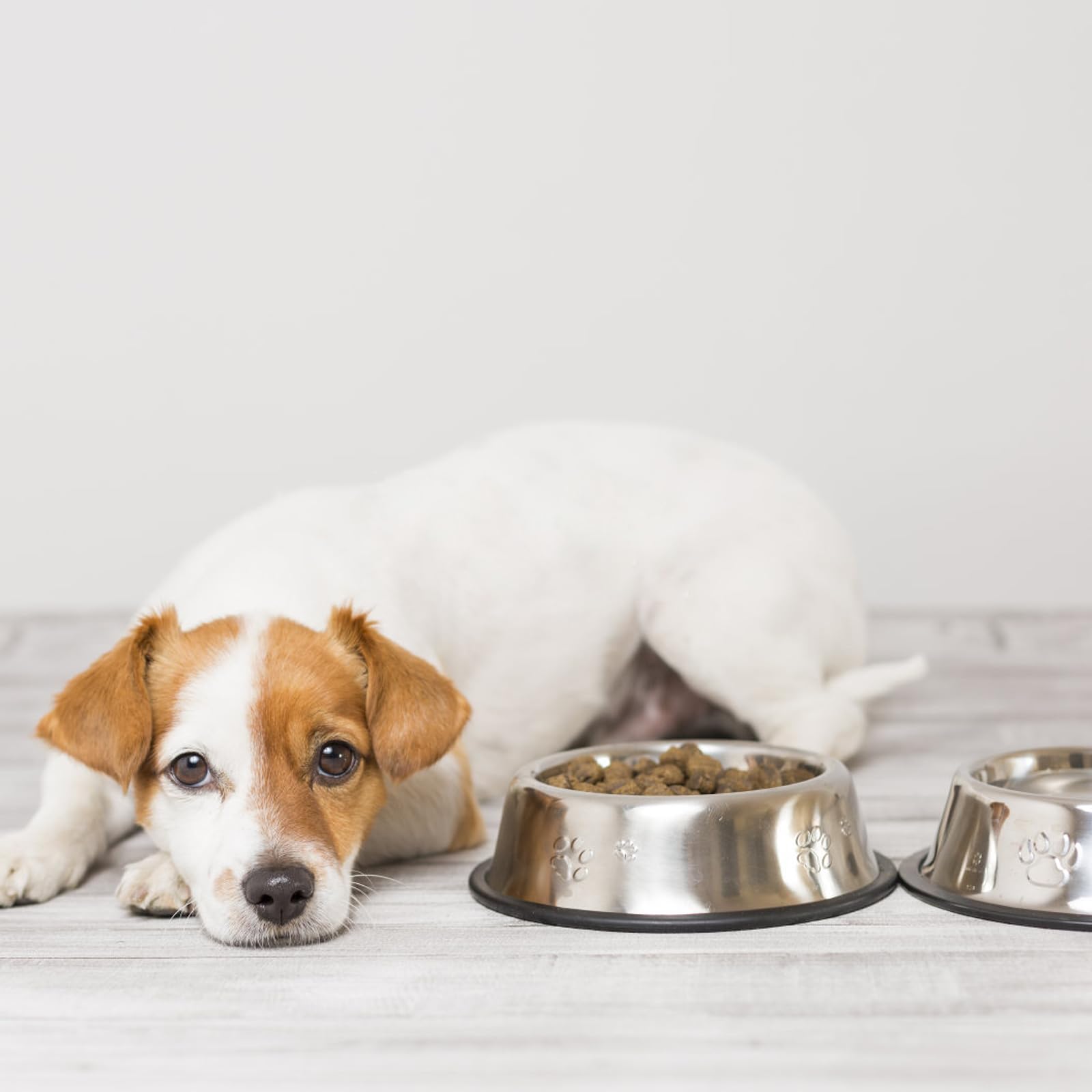 8 ciotole per cani in acciaio inox con base in gomma in metallo, antiscivolo, per acqua e cibo, per animali domestici, gatti e cani