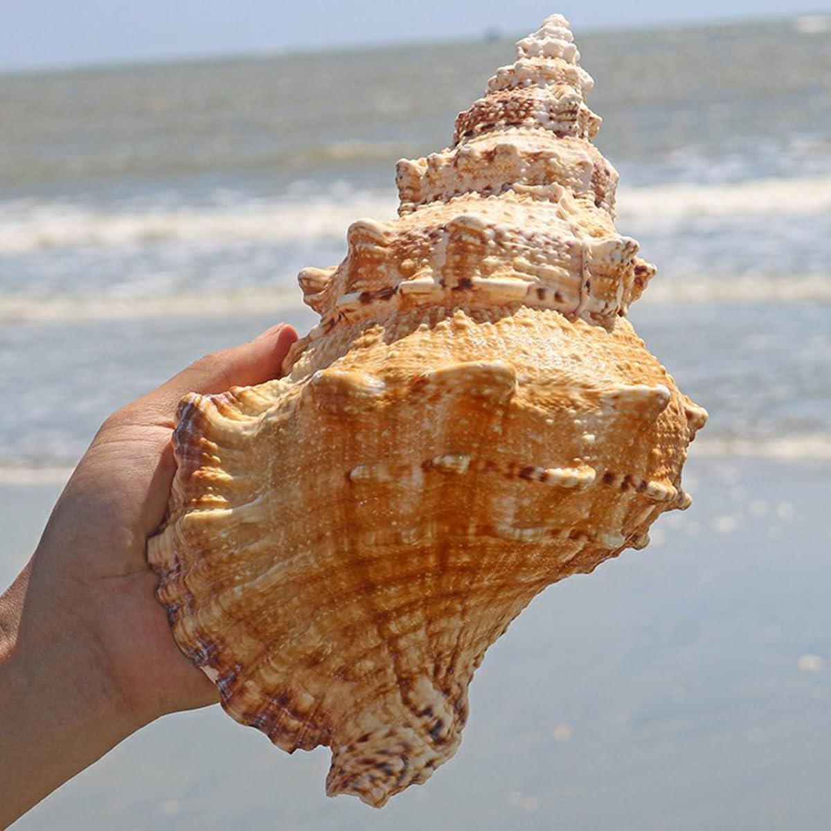 天然貝 ホラ貝 貝殻 シェル 大きな貝殻 置物 海 装飾 | Renatus