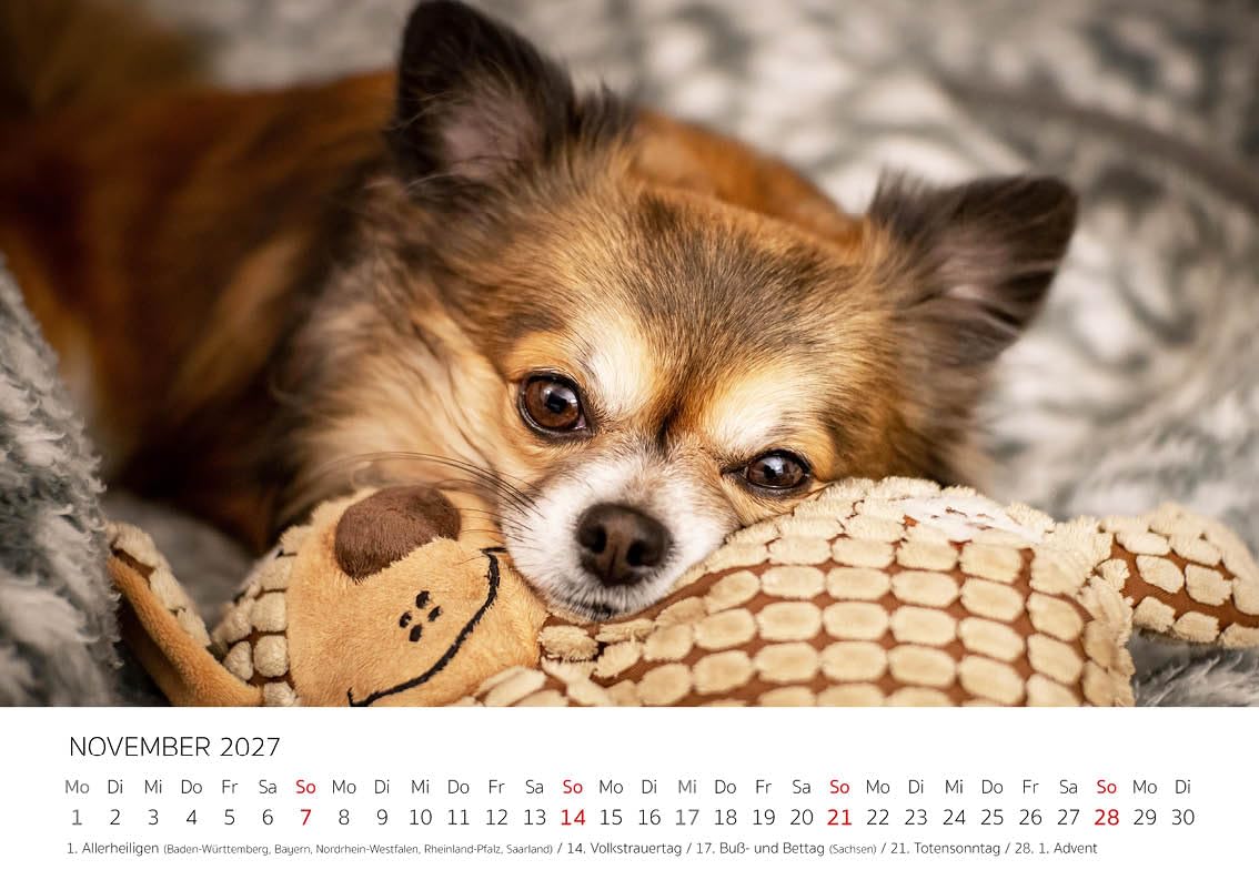 Edition Seidel Kalendarz premium Chihuahua 2027 DIN A4, niemiecki kalendarz ścienny pies pies szczeniak rasa psów zwierząt domowych