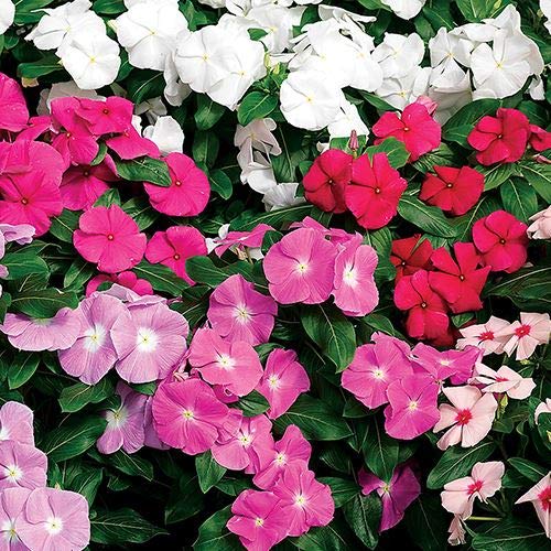 Park Seed Vinca Flower Plant Seeds, Easy to Grow, Perfect for Spring Garden, Cora Flower XDR Mix, Pack of 20