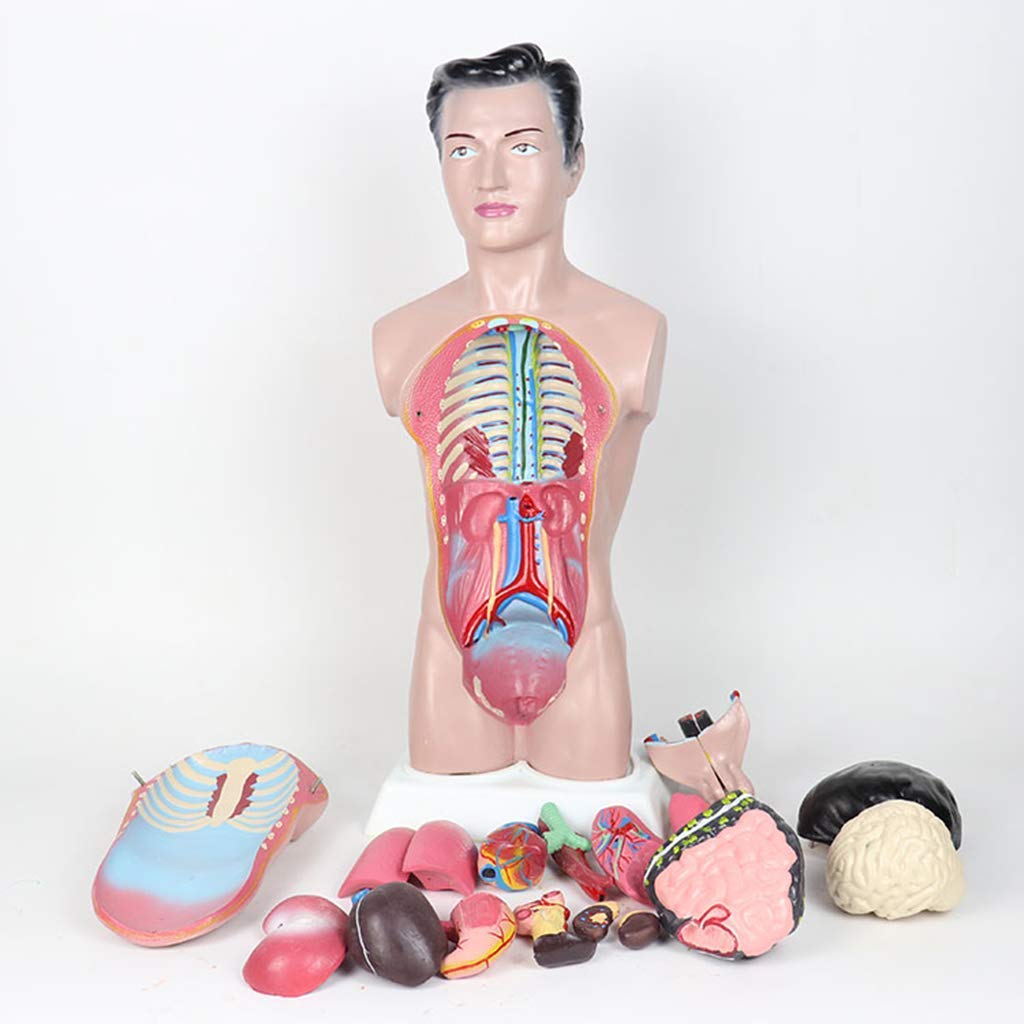 Modello anatomico di Torso Umano -45 cm Modello di Torso Maschile Modello di apparato digerente Staccabile con Copertura Toracica - per Modello didattico con Display da Studio