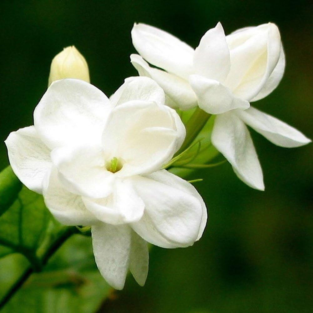 75Pcs White Jasmine Seeds Climbing Jasmine Beautiful Fragrant
