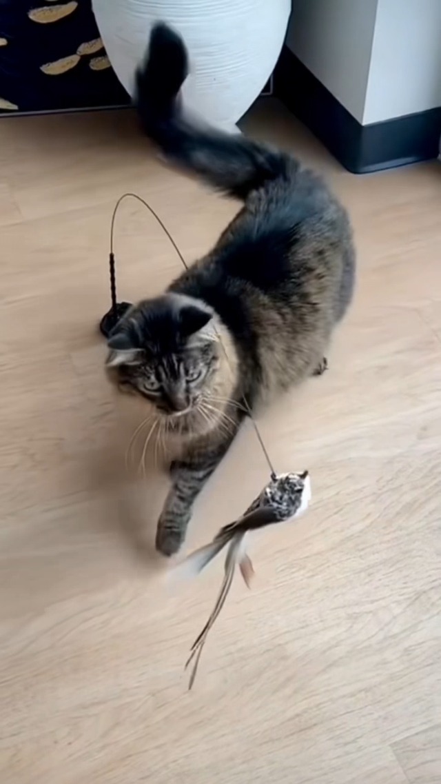 Whiskertons Interactive Bird Simulation Cat Toy Set, Interactive Cat Toys for Indoor Cats, Cat Feather Toy, Self-Holding Suction Base, 5 Replacement Birds, Feathers & Bells, Realistic Bird Impression - image 8