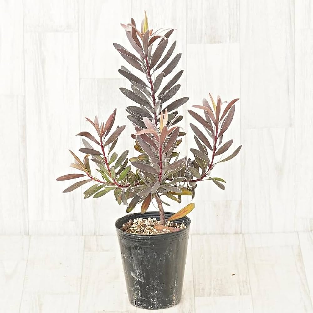 【SALE】リューカデンドロン⋆︎*シックなハーフリース♪ミモザ蕾⑅︎ リューカデンドロンとユーカリのドライフラワーハーフリース