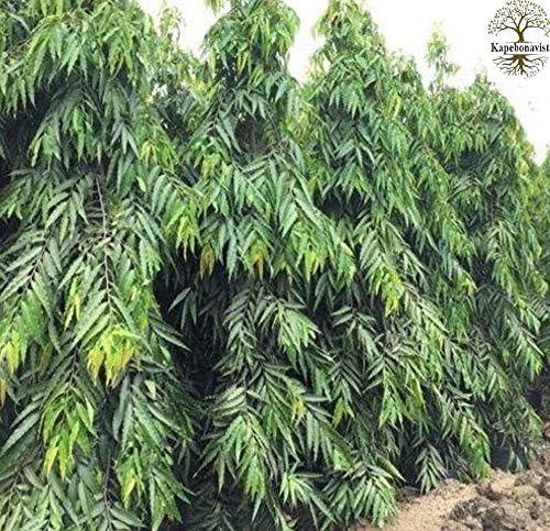 Devdar Debadaru Putrajiva Hemapushpam Asopalav Unboi Ashok Glodogan Tiang Piller Tree Polyalthia Longifolia Annonaceae Living Plant