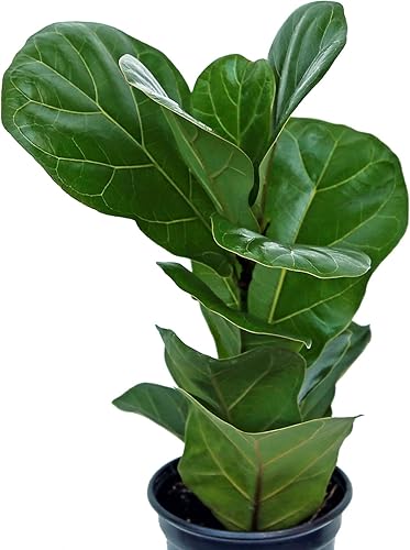 Miniatura 3 de Live Ficus Lyrata, higuera de hoja de violín, planta de casa de hojas grandes, planta de interior en maceta, regalo de Navidad, regalo del día de la