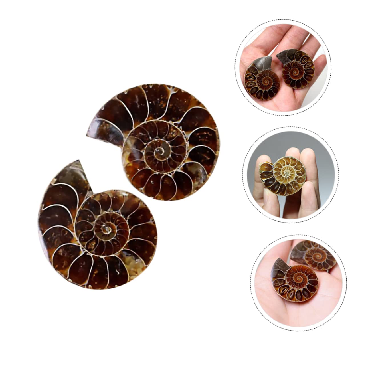 Gatuida Pièces marque fossile d'ammonite bureaux burreau edutoy fossiles d'ammonites Fossiles d'ammonite spécimen de crinoïde décor océan jouet ammonite décor de modèle décoration