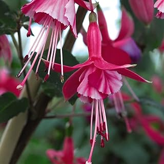 Hardy Fuchsia Plants ‘Shrimp Cocktail' Hardy Shrub Bright Pink Blooms Easy to Grow Your Own Garden Flowers Ideal for Patio Pots and Borders 3-Litre Potted Plant by Thompson and Morgan