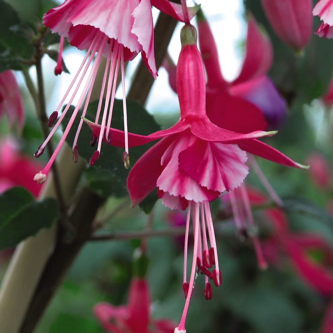 Hardy Fuchsia Plants ‘Shrimp Cocktail' Hardy Shrub Bright Pink Blooms Easy to Grow Your Own Garden Flowers Ideal for Patio Pots and Borders 3-Litre Potted Plant By Thompson and Morgan
