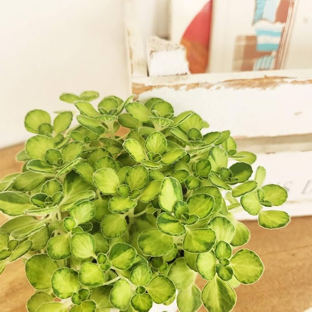 その他観葉植物 Momiji Momiji in Okutama — Pix4Japan