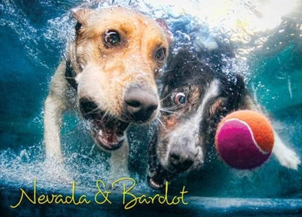 Willow Creek Press - 1000 Piece Puzzles for Adults - Underwater Dogs Jigsaw Puzzles Series -Splash