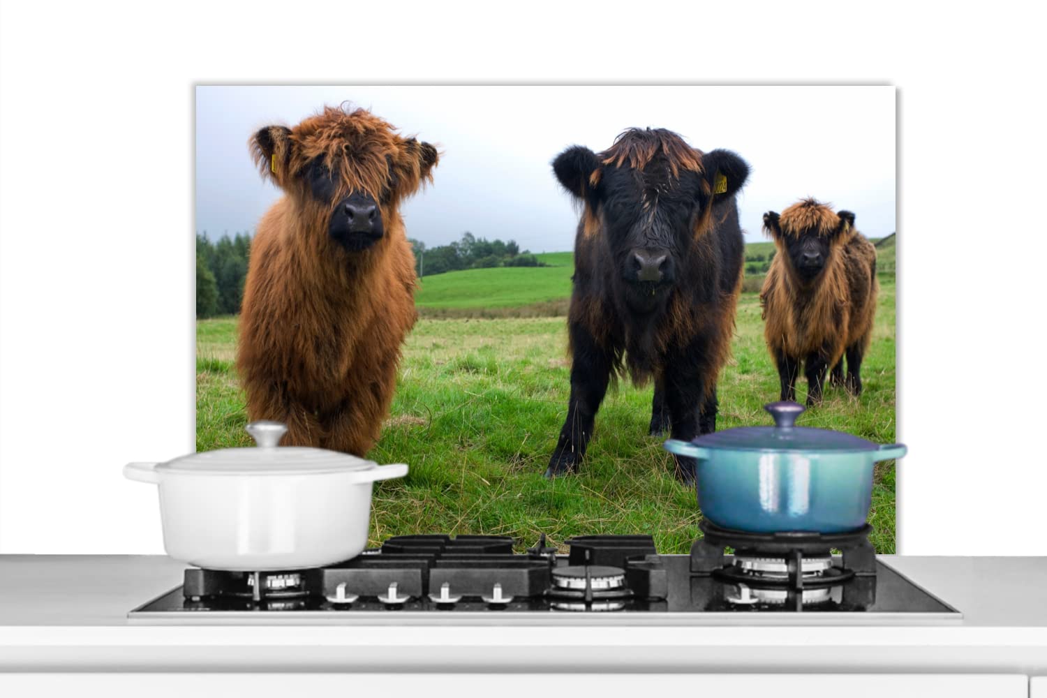 Credence Highlander écossais - Vaches - Nature - Vert - Herbe Fond De Hotte 80x55 Cm Credence Aluminium Plaque Inox De Cuisine