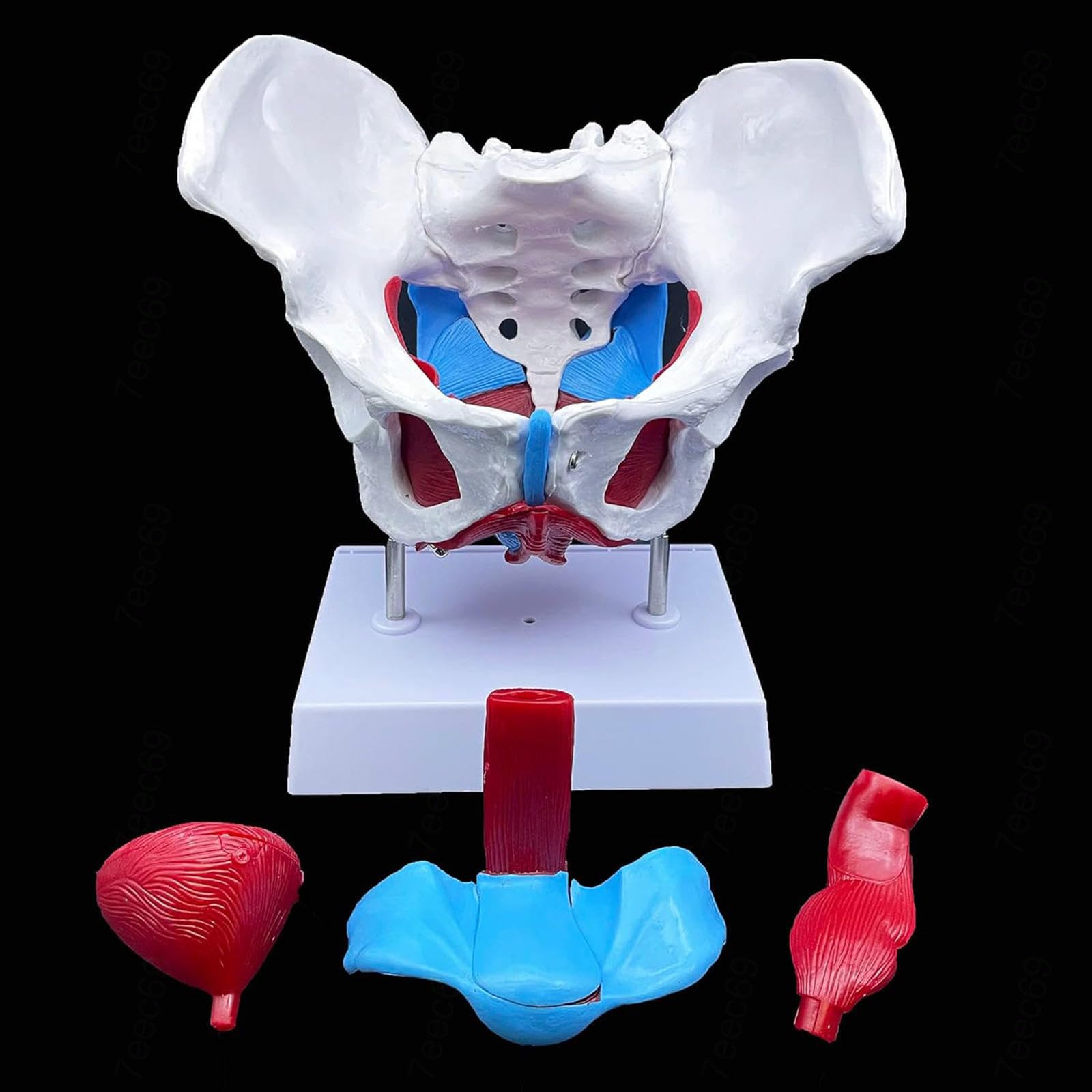 SORECI Female Pelvis and Pelvic Floor Model, Scientific Anatomy Model, Colored Female Pelvis with 4 Removable Parts, Pelvic Floor Muscles and Reproductive Organs