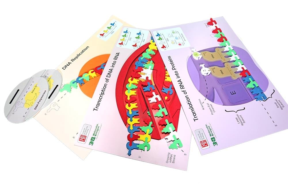 Flow of Genetic Information Kit© 3-Group Set