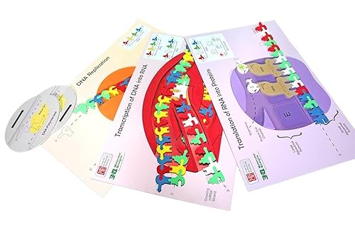 Flow of Genetic Information Kit 1-Group Set: Educational Biology Kit