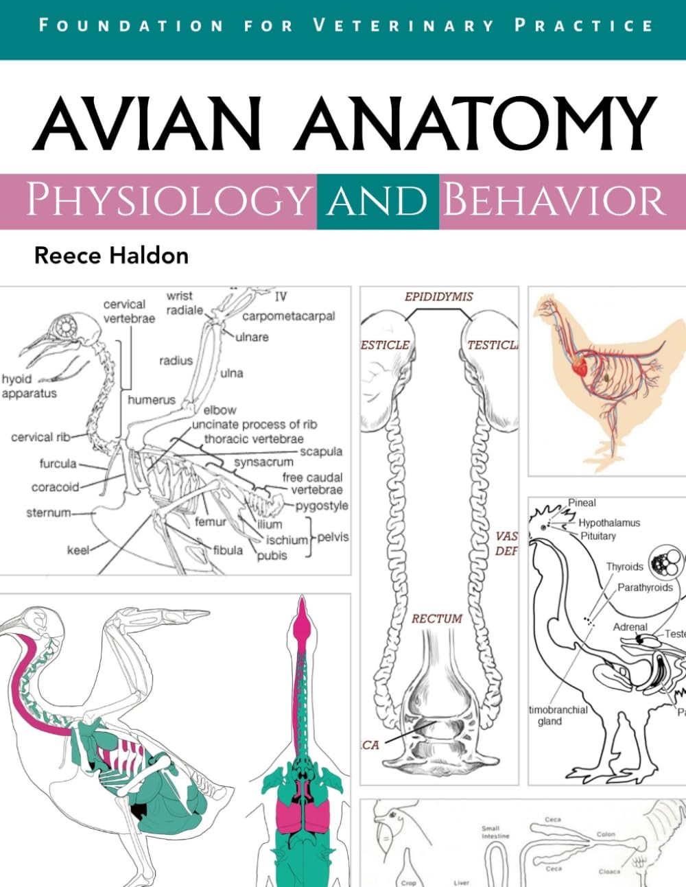 AVIAN ANATOMY, PHYSIOLOGY AND BEHAVIOR: Foundation for Veterinary Practice