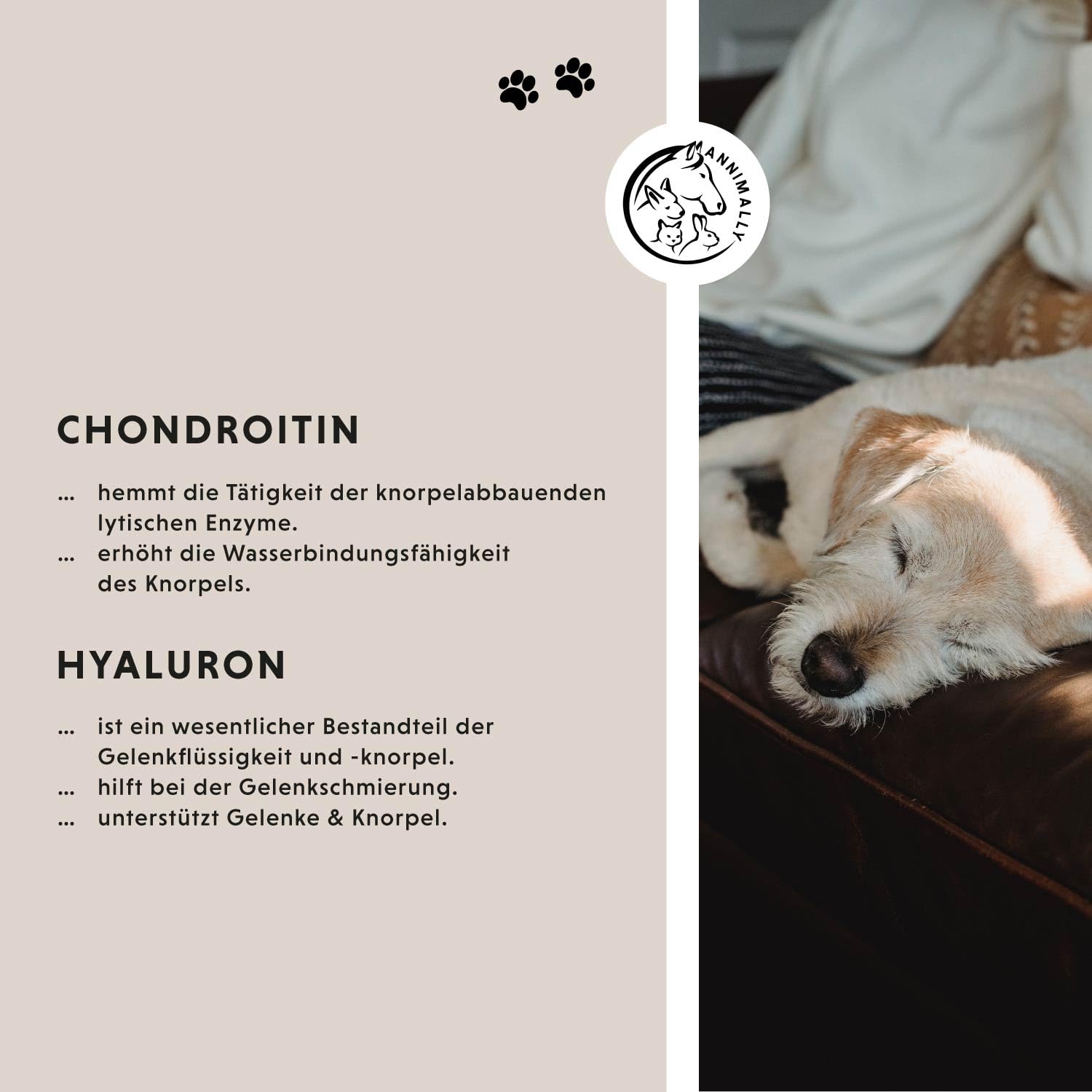 Gelenktabletten für Hunde mit MSM, Grünlippmuschel, Teufelskralle, Glucosamin & Hyaluron - 120 Gelenke Tabletten für Hunde - Hohe Akzeptanz beim Hund durch kleine Tabletten
