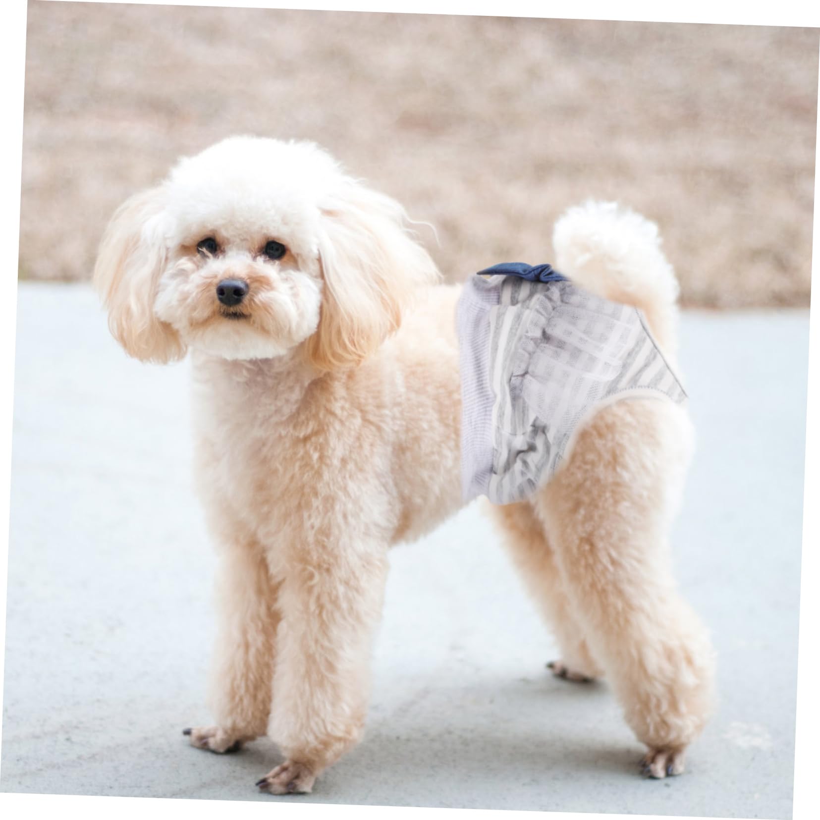 Toddmomy Adorable Puppy Sanitary Panties Comfortable Dog Period Diapers for Female Dogs Stylish Lace Design Reusable and Washable for Daily Use Bow