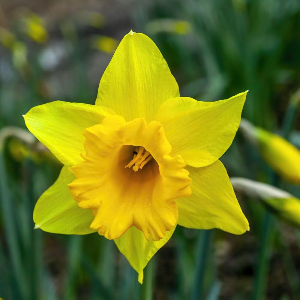 Daffodil Cornish Treglisson 32 Bulbs – Spring Flowering Bulbs by T&M