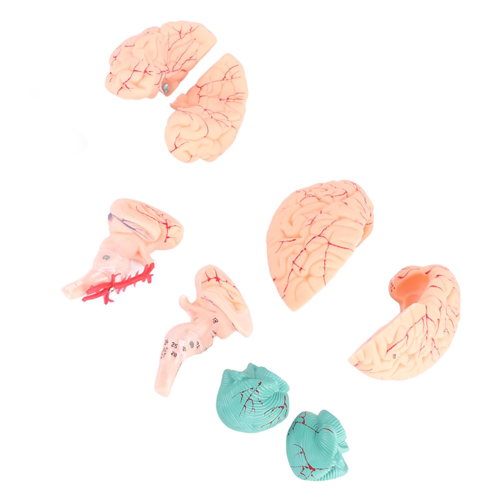 Respicefinem Life Size Model Anatomical Brains 22. 0×18. 0×16. 0 8Parts Anatomical Brain Arteries Model Human Set Supply School Scientific Human Brain Model Brain Toy
