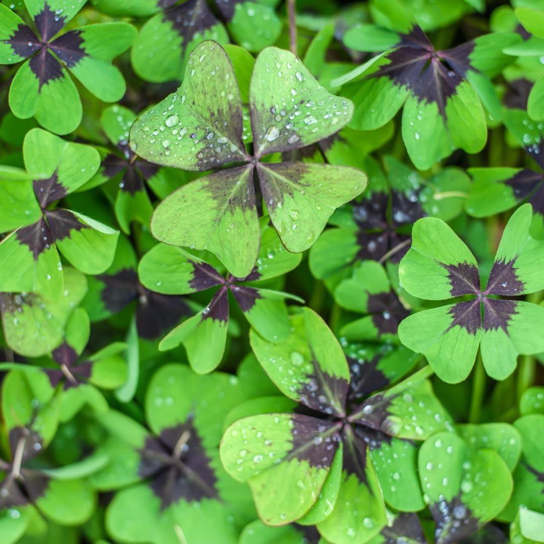 Iron Cross Shamrock Bulbs for Planting - Fast Growing Year Round Color Indoors or Outdoors - Oxalis Shamrock Bulbs for Good Luck (50 Bulbs)