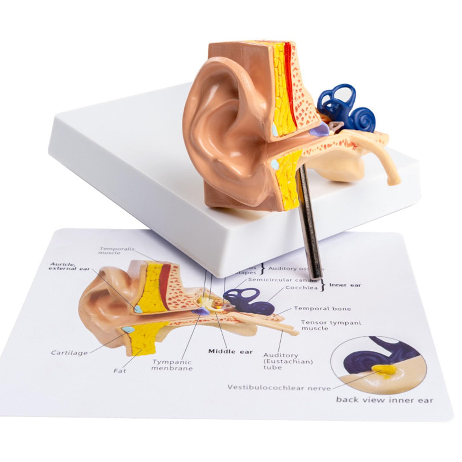 Model Anatomiczny Ucha Ludzkiego Zewnętrznego Środkowego Wewnętrznego Odłączalna Ślimak Kanały Półkoliste System Słuchowy Pomoc Dydaktyczna Laryngologia Z Oznakowanym Schematem
