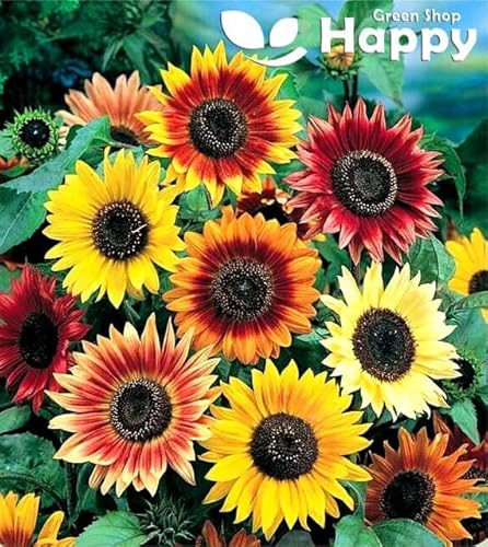 Sunflower Summer Beauty Mix 100 Seeds + Plant tag + Freebie - Helianthus